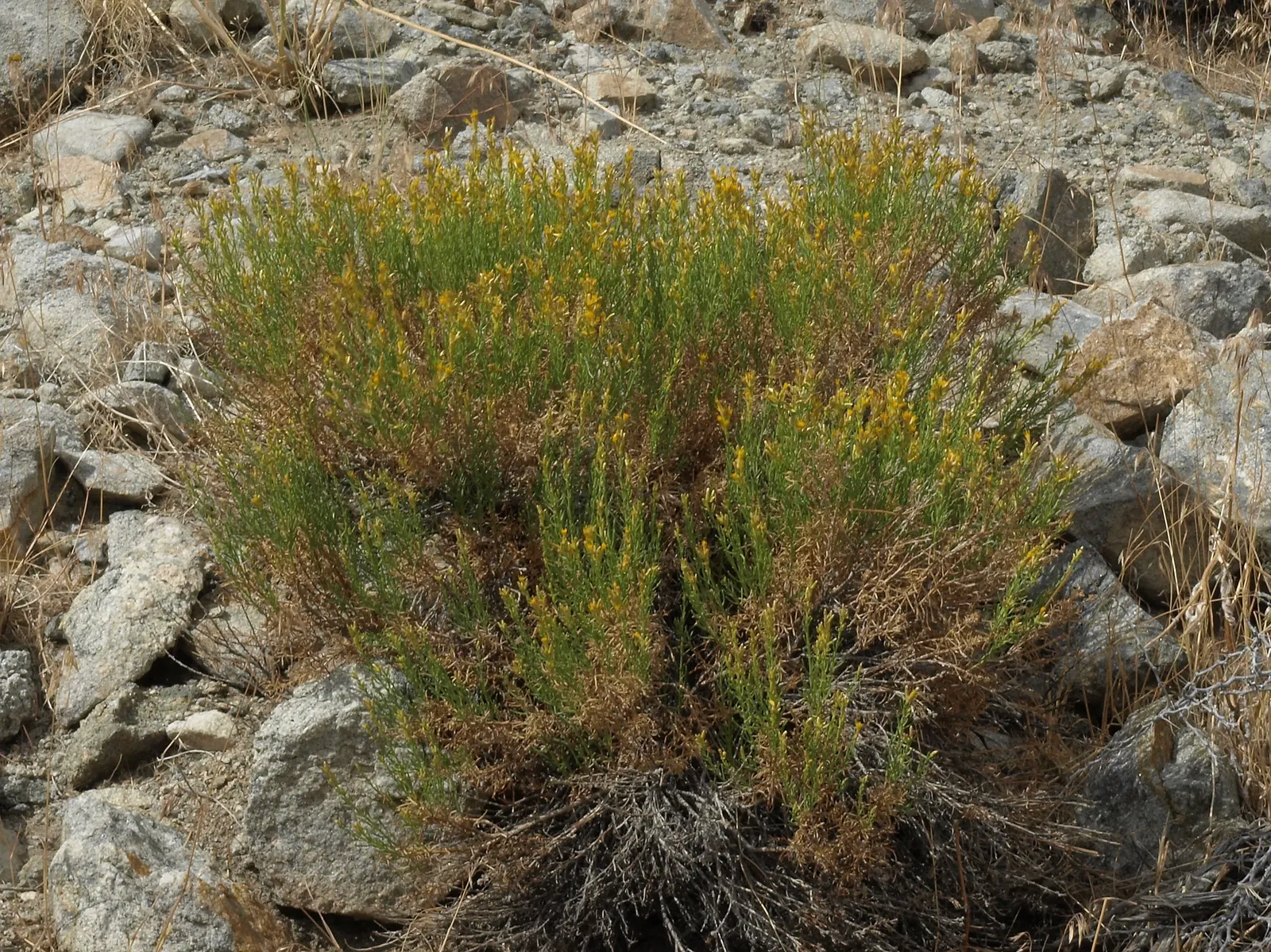 Rabbitbrush (Ericameria Nauseosa) — The plant requires minimal supplemental water once established; noted for its bright yellow flowers in late summer through