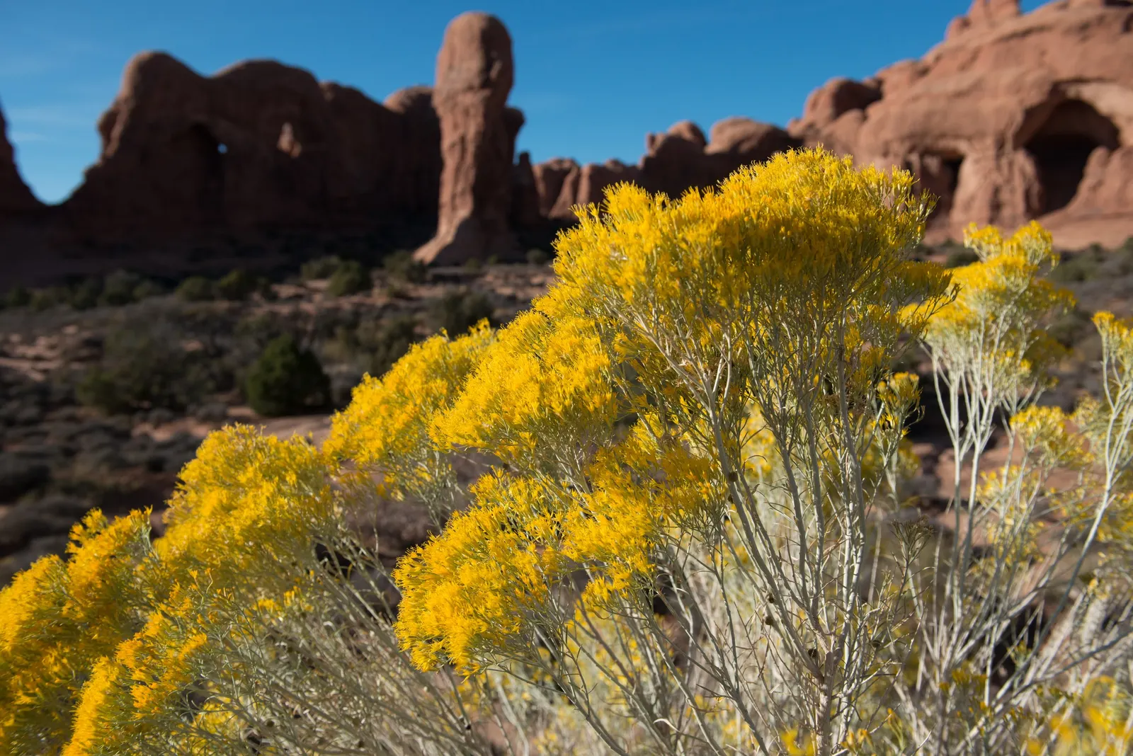 Rabbitbrush (Ericameria Nauseosa) — Its gray-green foliage adds texture to the landscape; shrub for full, image 53