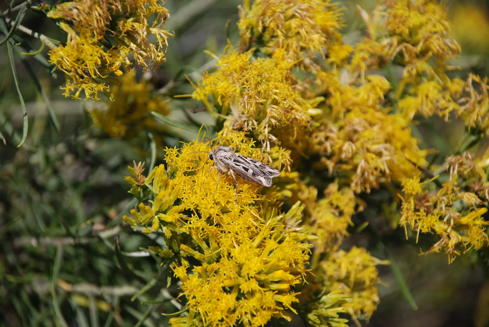 Rabbitbrush (Ericameria Nauseosa) — Ideal for xeriscaping, it requires minimal maintenance once established; commonly known as Rabbitbrush, image 54