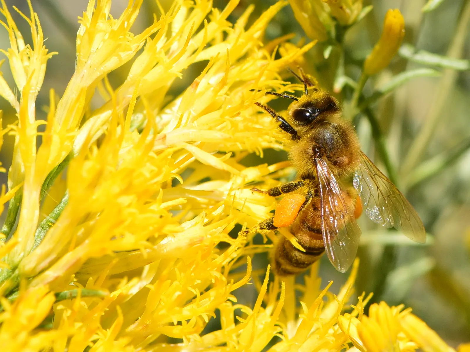 Rabbitbrush (Ericameria Nauseosa) — shrub for full; it's important to provide ample space for Rabbitbrush to grow