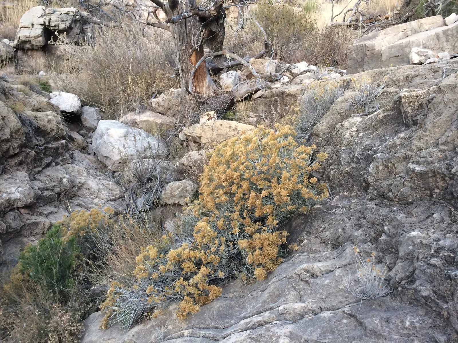 Rabbitbrush (Ericameria Nauseosa) — shrub for full; it's important to provide ample space for Rabbitbrush to grow, image 80