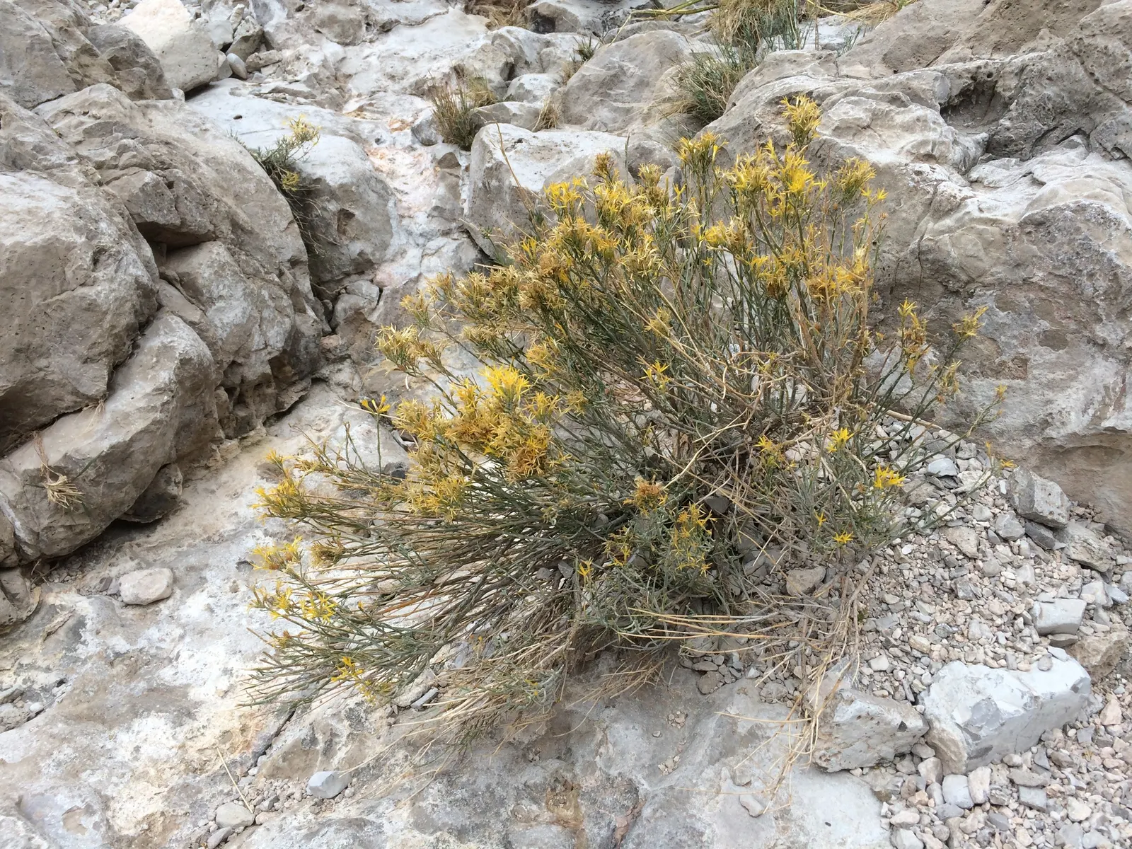 Rabbitbrush (Ericameria Nauseosa) — Ideal for xeriscaping, it requires minimal maintenance once established; commonly known as Rabbitbrush, image 70