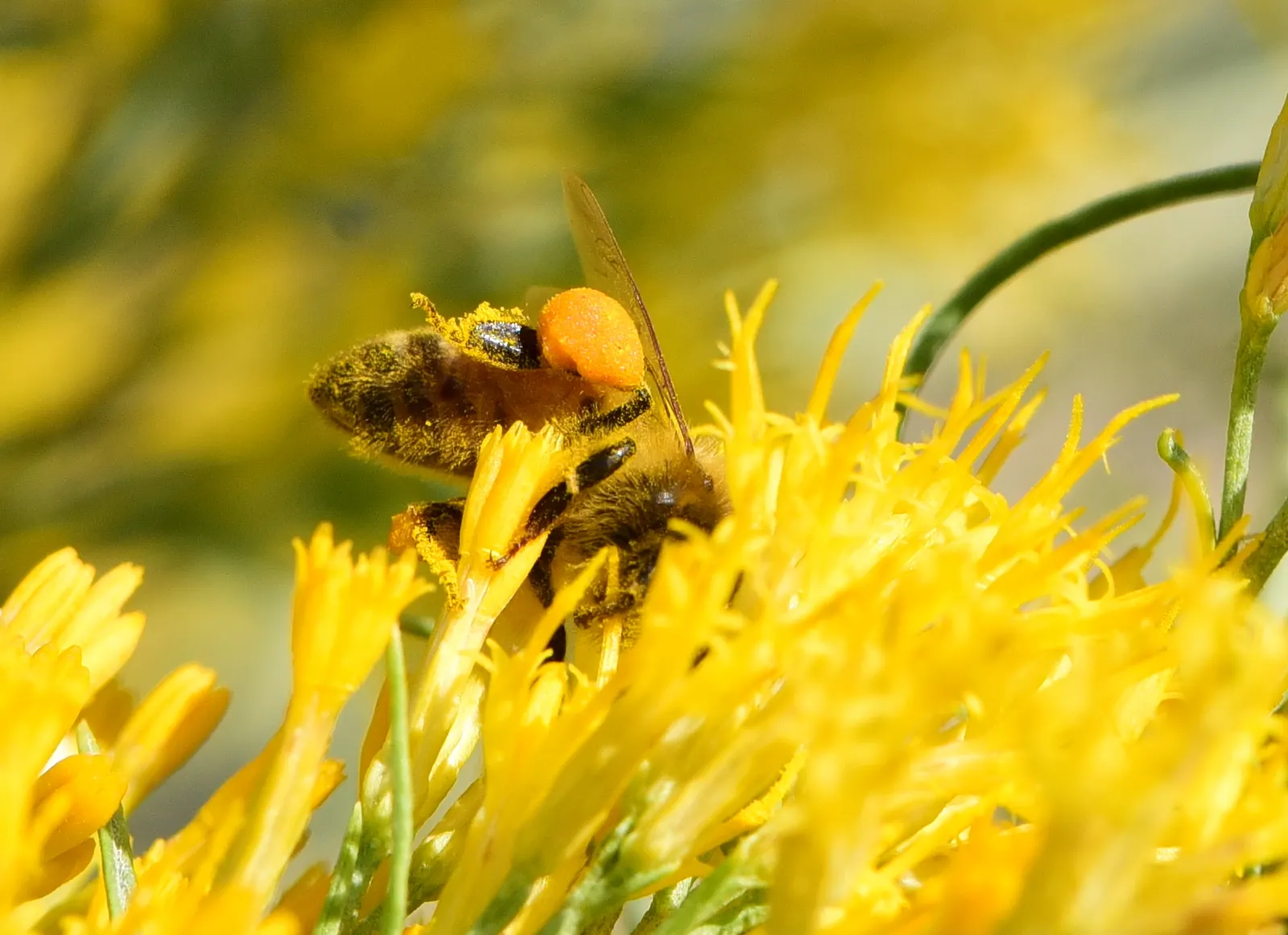 Rabbitbrush (Ericameria Nauseosa) — It's important to provide ample space for Rabbitbrush to grow; perennial shrub native to the arid regions of, image 45