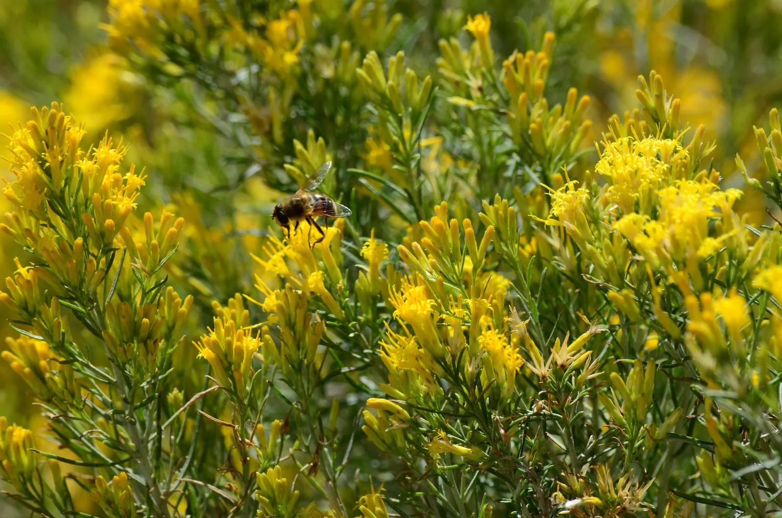 Rabbitbrush (Ericameria Nauseosa) — commonly known as Rabbitbrush; yellow flowers in the garden
