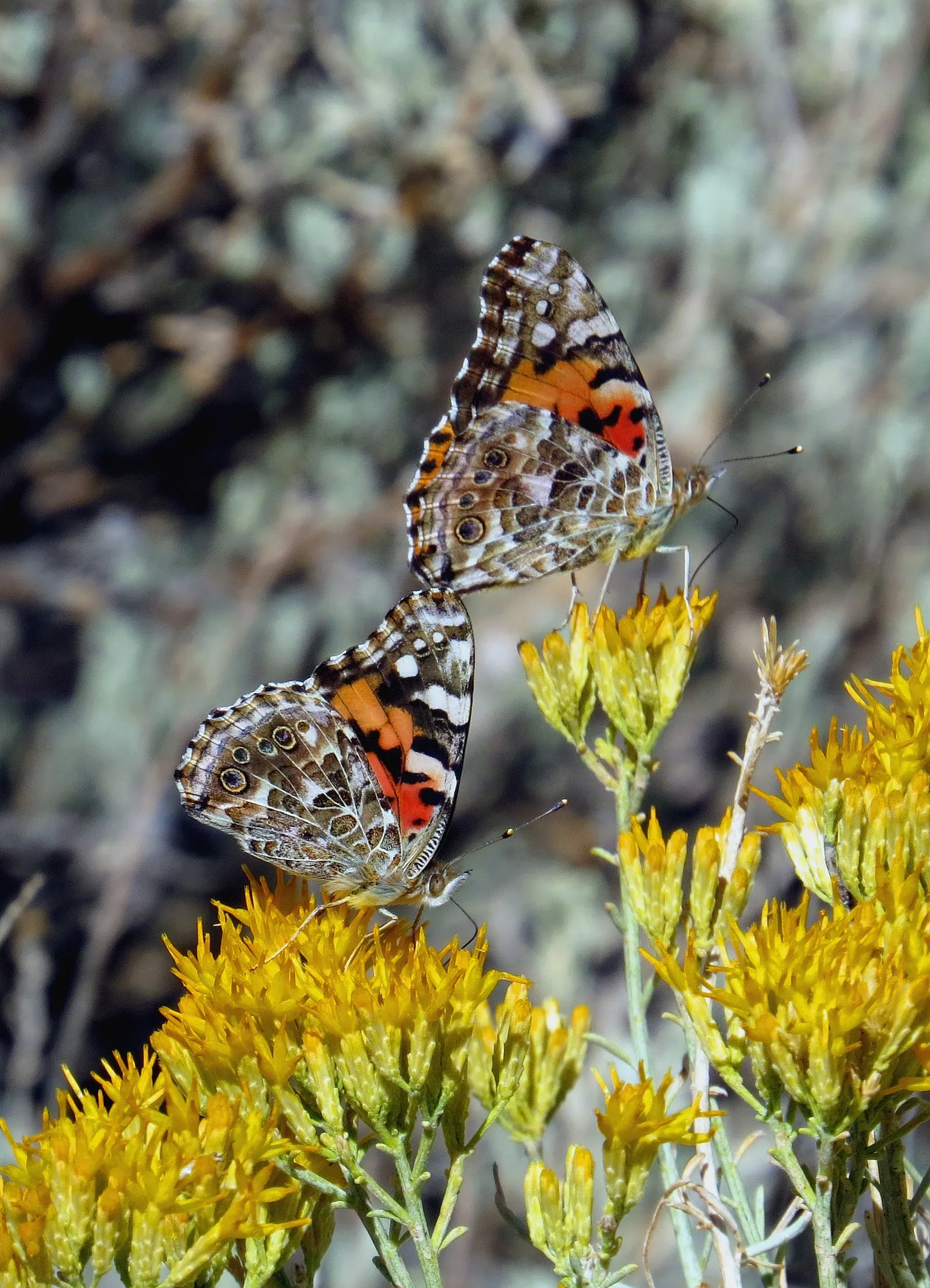 Rabbitbrush (Ericameria Nauseosa) — Its gray-green foliage adds texture to the landscape; shrub for full, image 37