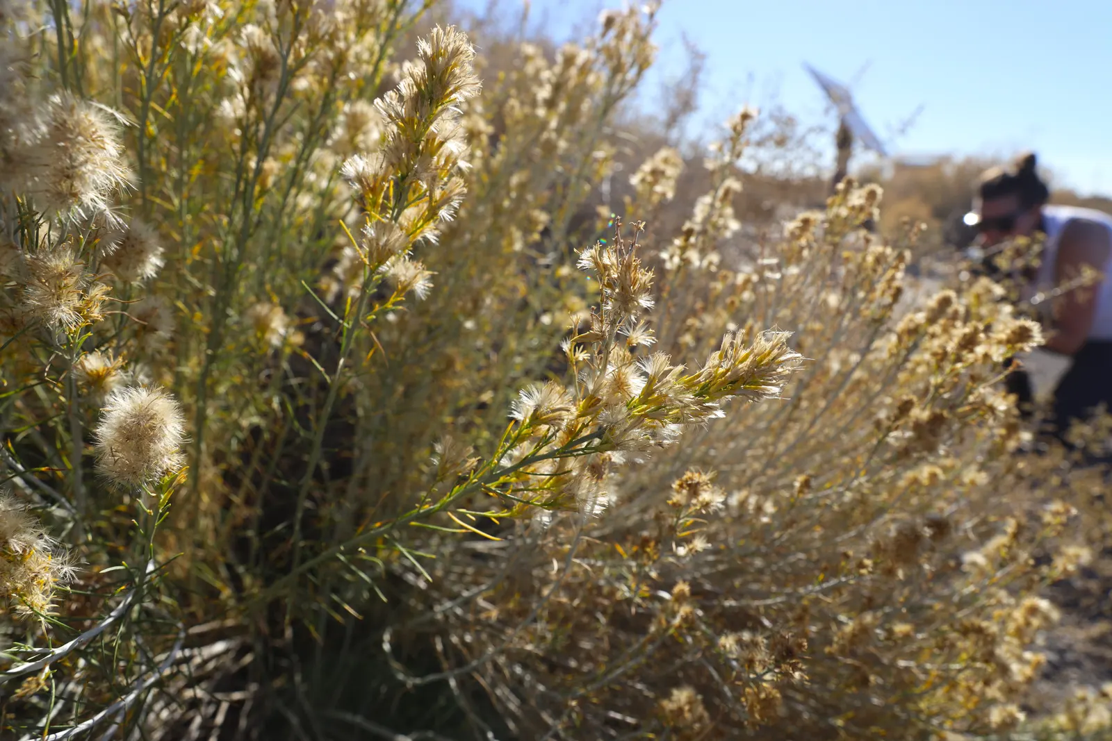 Rabbitbrush (Ericameria Nauseosa) — The plant requires minimal supplemental water once established; noted for its bright yellow flowers in late, image 74