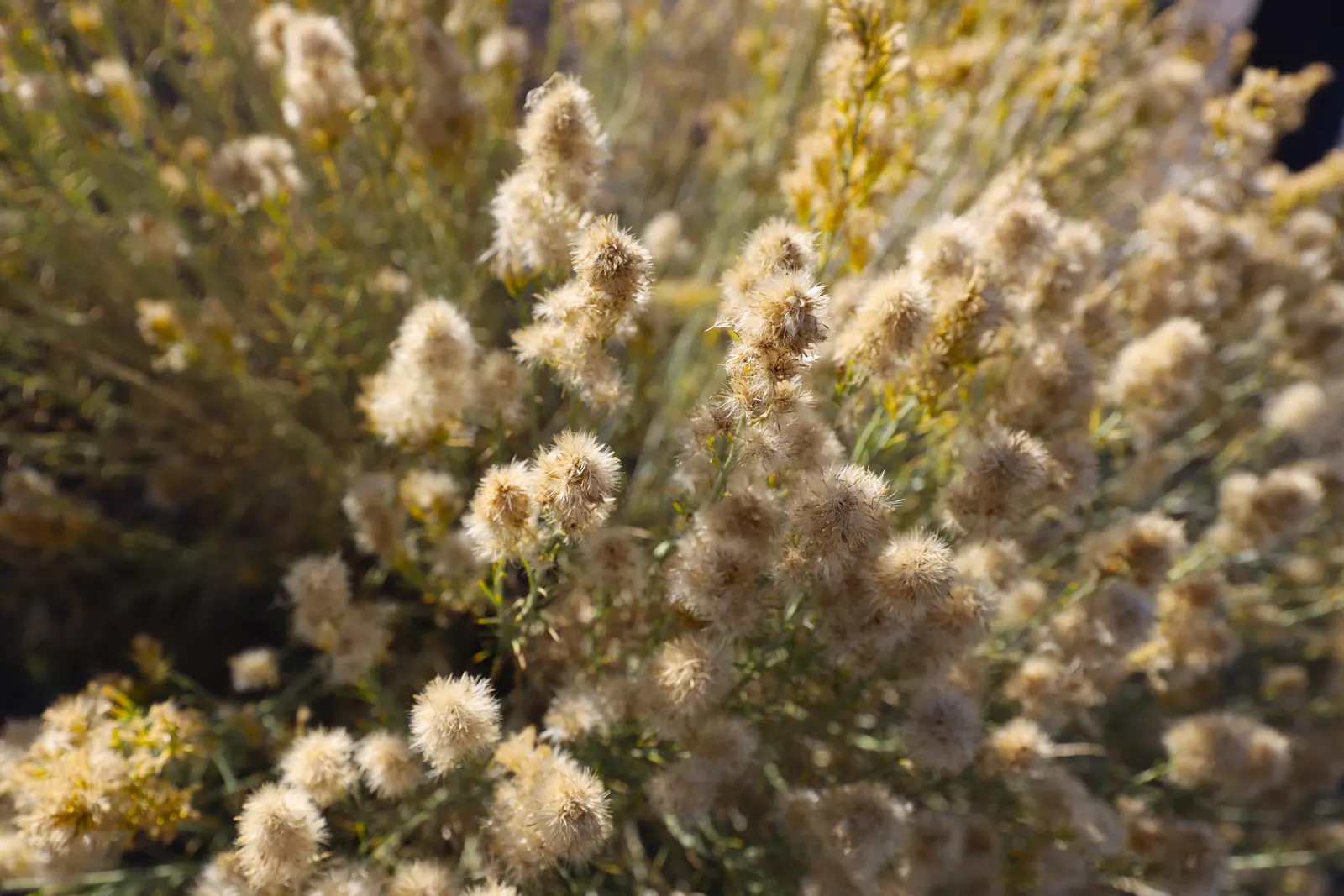 Rabbitbrush (Ericameria Nauseosa) — It's important to provide ample space for Rabbitbrush to grow; perennial shrub native to the arid regions of, image 61