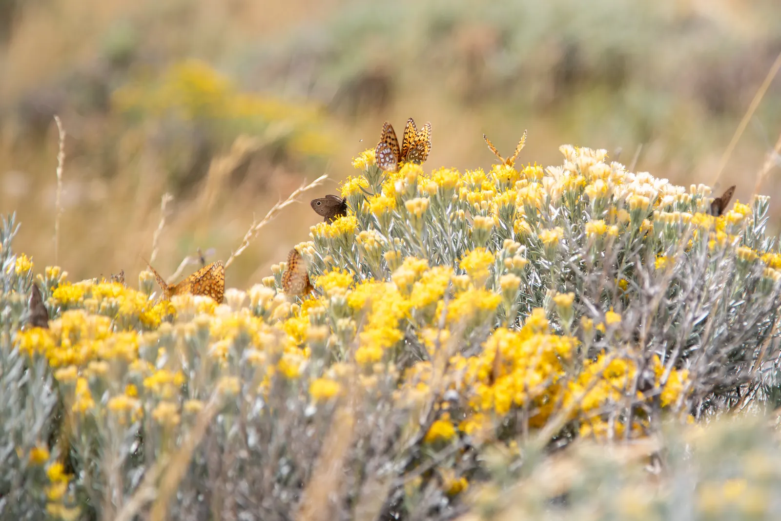 Rabbitbrush (Ericameria Nauseosa) — This shrub typically grows to a height of 3 to 5 feet and can spread equally wide; the blossoms make excellent, image 73