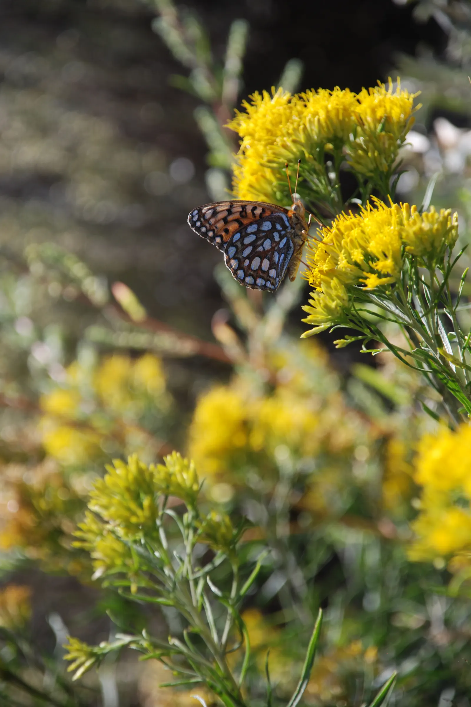 Rabbitbrush (Ericameria Nauseosa) — Noted for its bright yellow flowers in late summer through fall; it flourishes under full sun, reaching 3-6, image 35