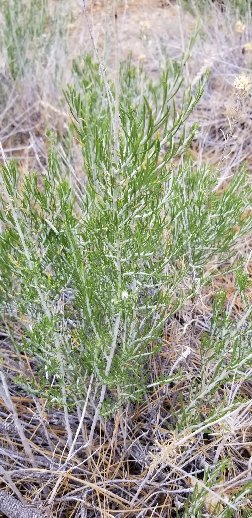 Rabbitbrush (Ericameria Nauseosa) — It flourishes under full sun, reaching 3-6 feet tall with an equal spread; offering a fine texture that, image 66