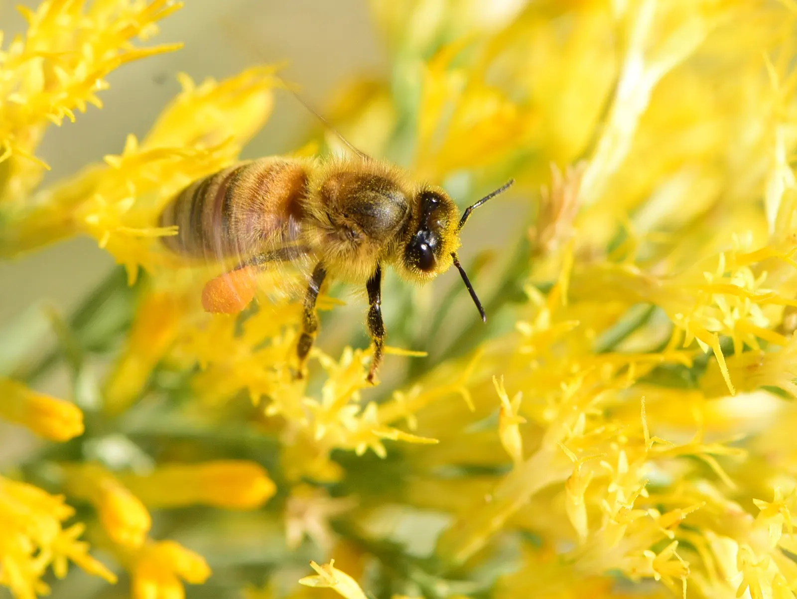 Rabbitbrush (Ericameria Nauseosa) — Rabbitbrush (Ericameria nauseosa) is a hardy, drought-tolerant native shrub, thriving in zones 4-9; it provides, image 49