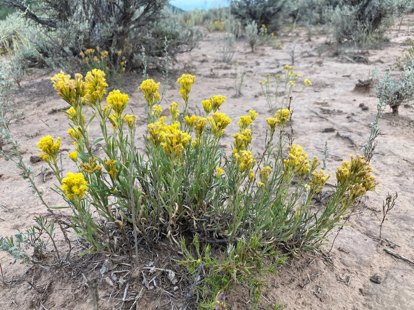 Rabbitbrush (Ericameria Nauseosa) — shrub with yellow blooms; ideal for xeriscaping, it requires minimal maintenance once established