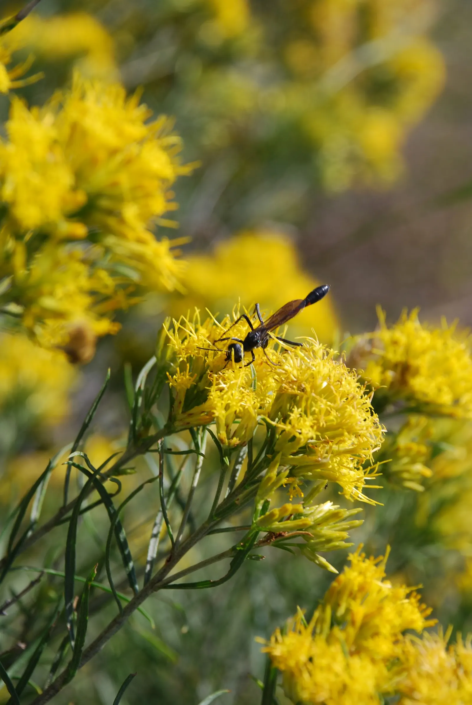 Rabbitbrush (Ericameria Nauseosa) — The plant requires minimal supplemental water once established; noted for its bright yellow flowers in late, image 58