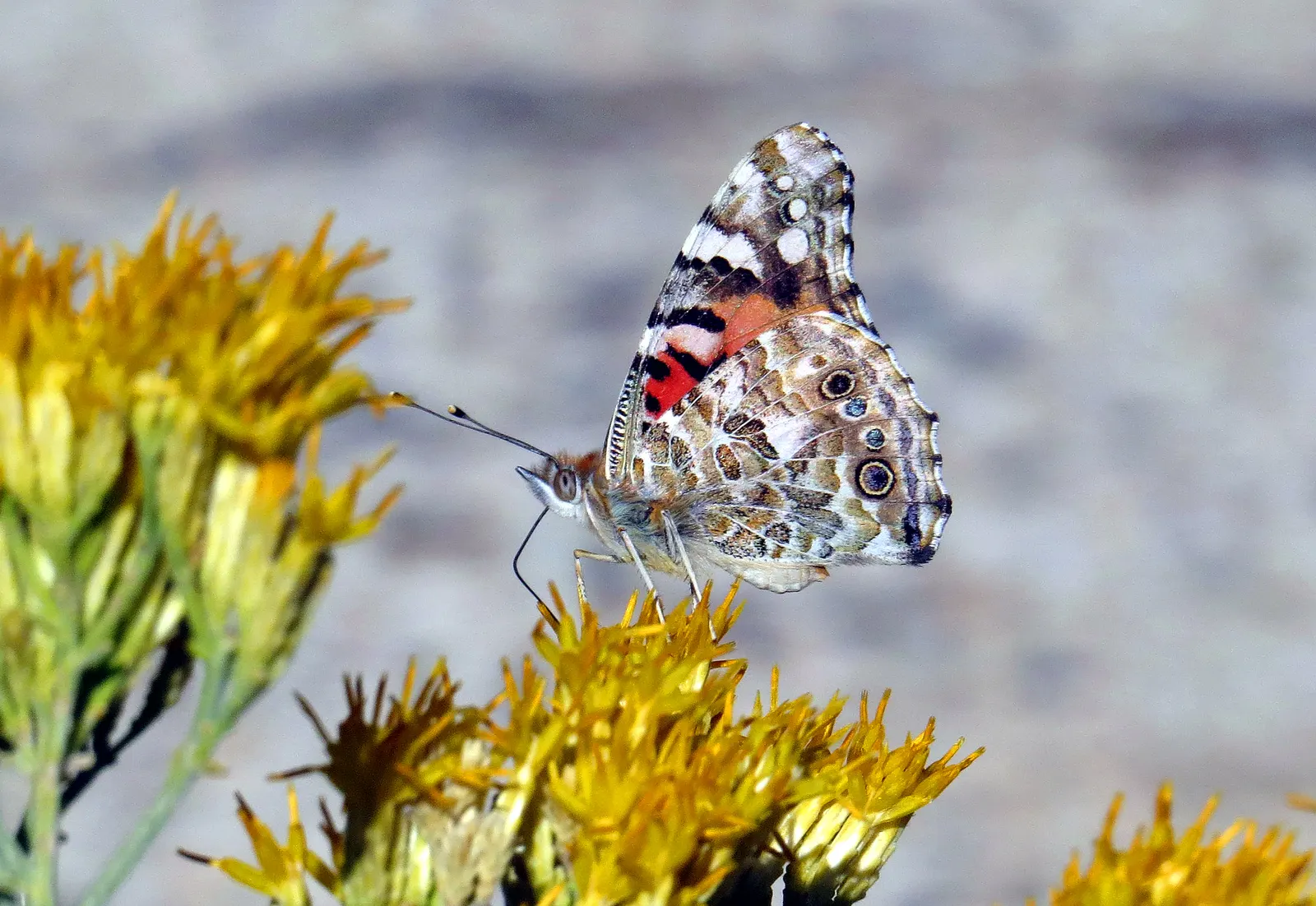 Rabbitbrush (Ericameria Nauseosa) — This shrub typically grows to a height of 3 to 5 feet and can spread equally wide; the blossoms make excellent, image 41