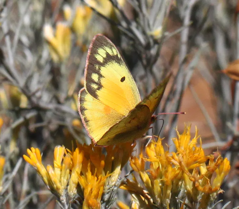 Rabbitbrush (Ericameria Nauseosa) — it provides a vivid splash of color and attracts pollinators; this shrub typically grows to a height of 3 to 5, image 36