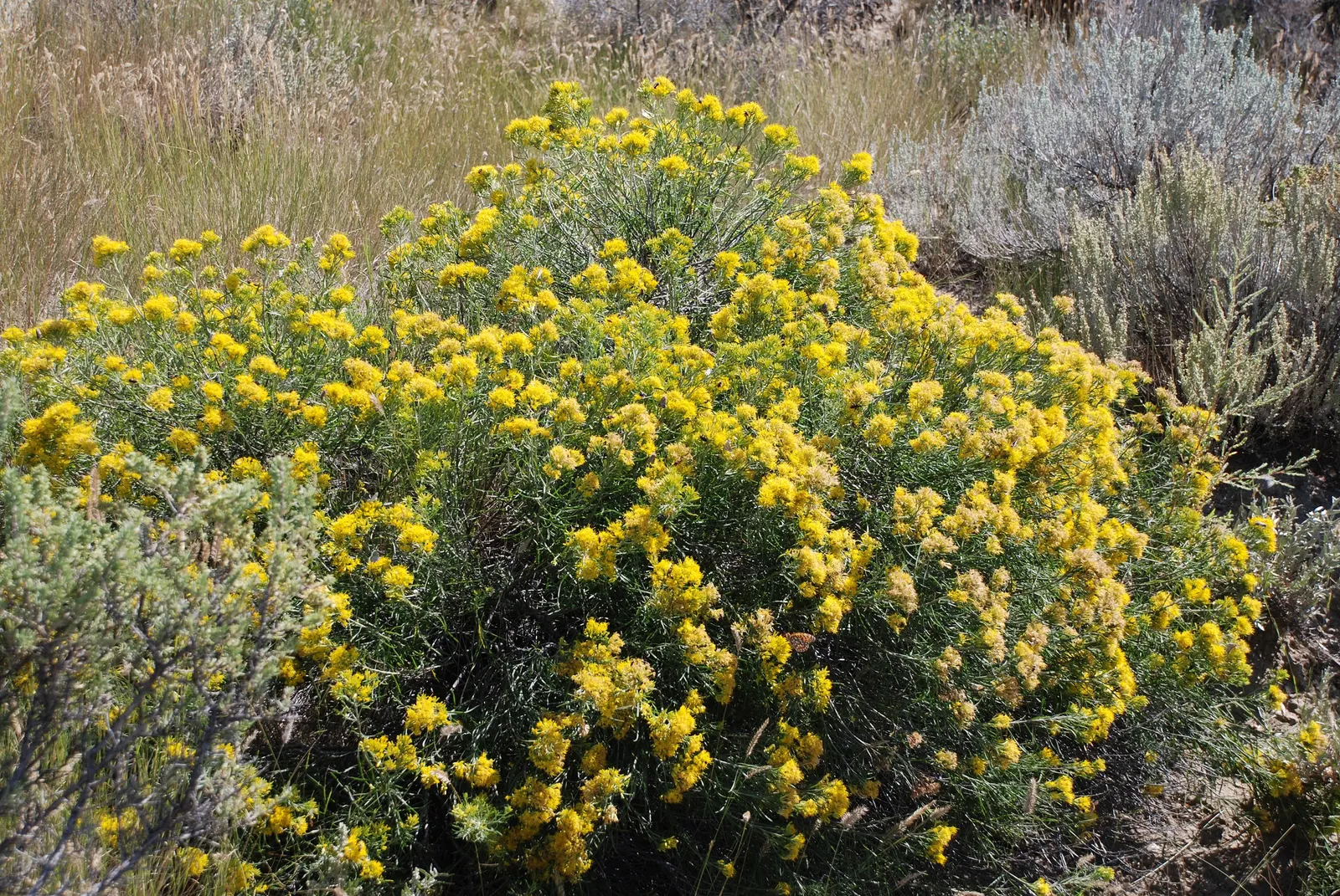 Rabbitbrush (Ericameria Nauseosa) — yellow flowers in the garden; shrub with yellow blooms, image 46