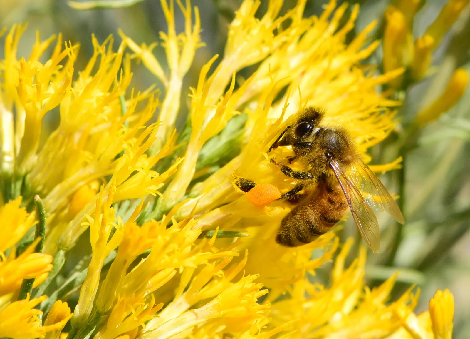 Rabbitbrush (Ericameria Nauseosa) — The blossoms make excellent cut flowers for arrangements; rabbitbrush (Ericameria nauseosa) is a hardy, image 92