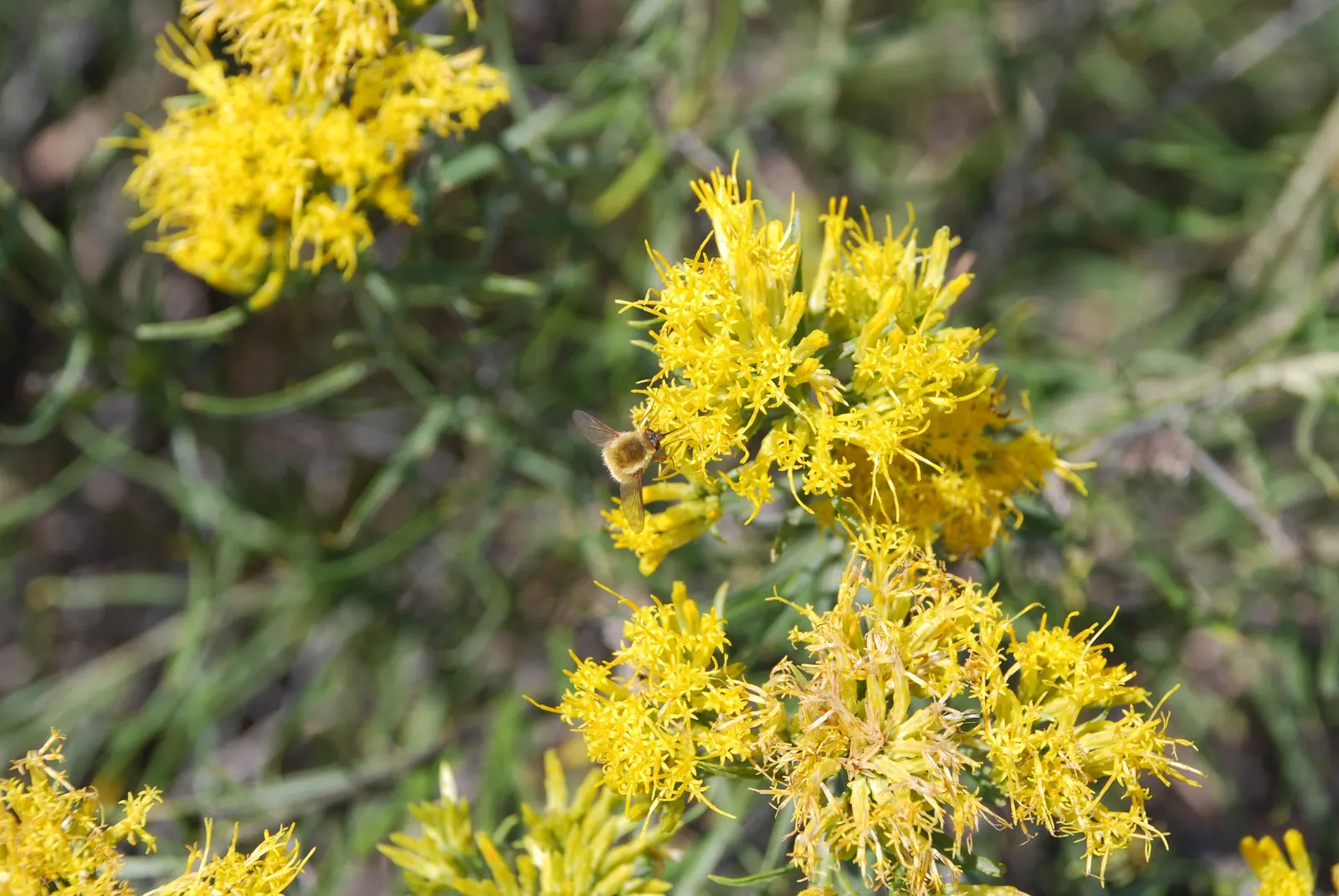 Rabbitbrush (Ericameria Nauseosa) — It flourishes under full sun, reaching 3-6 feet tall with an equal spread; offering a fine texture that complements