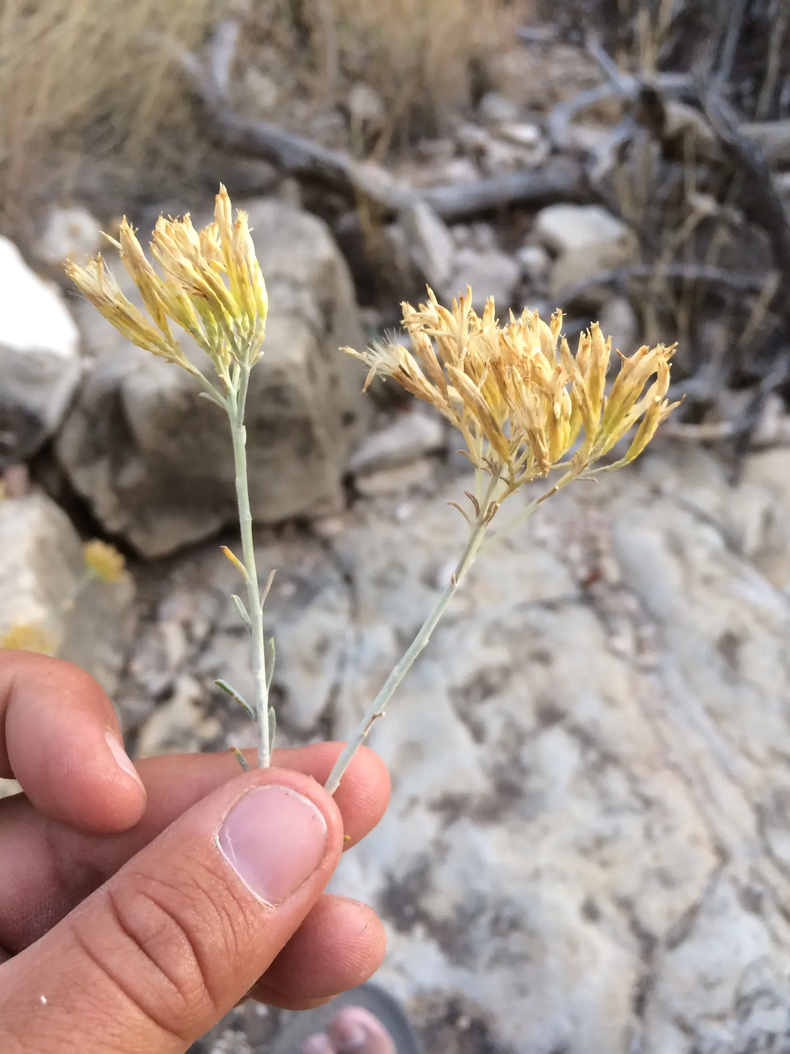 Rabbitbrush (Ericameria Nauseosa) — it provides a vivid splash of color and attracts pollinators; this shrub typically grows to a height of 3 to 5, image 84