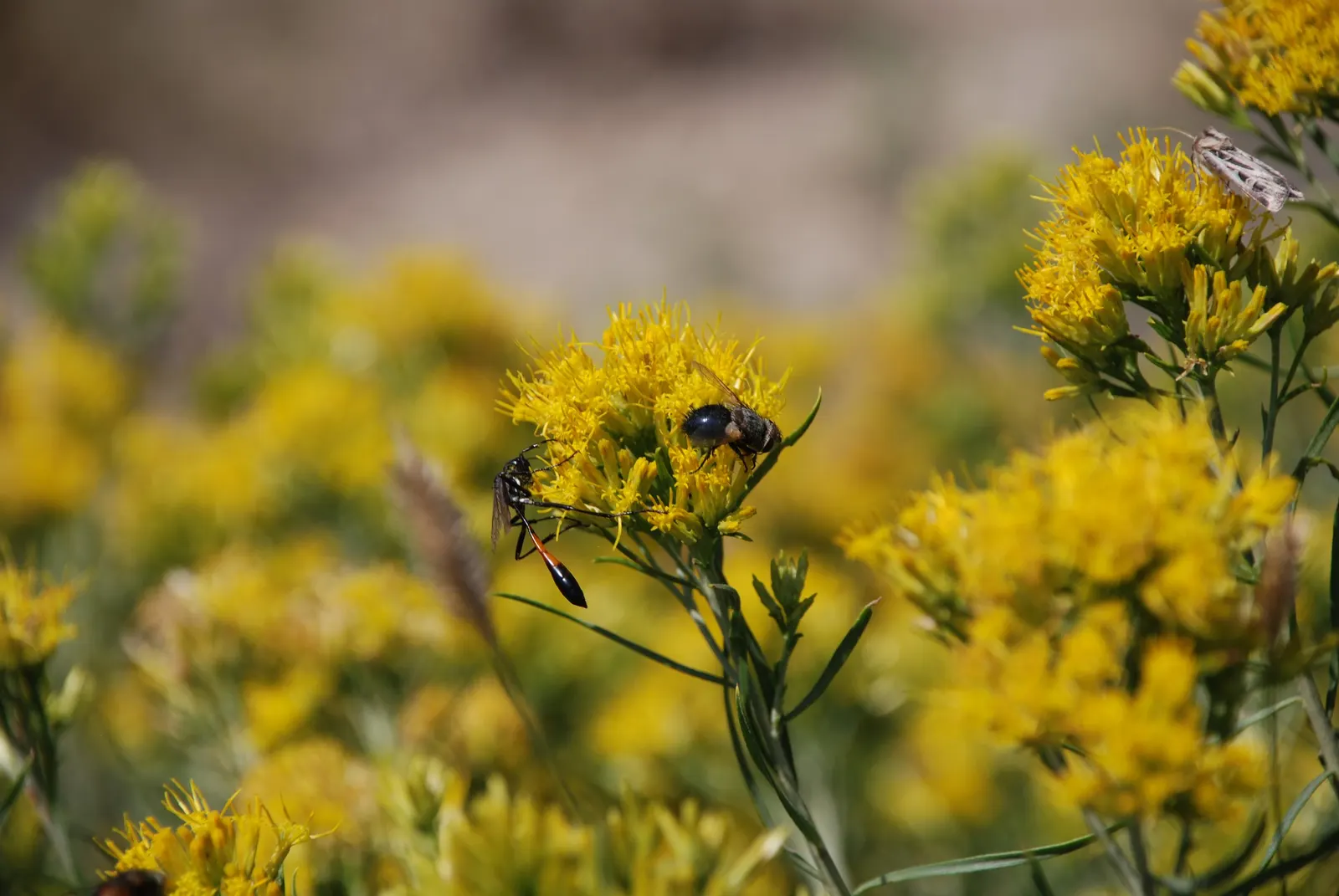 Rabbitbrush (Ericameria Nauseosa) — The blossoms make excellent cut flowers for arrangements