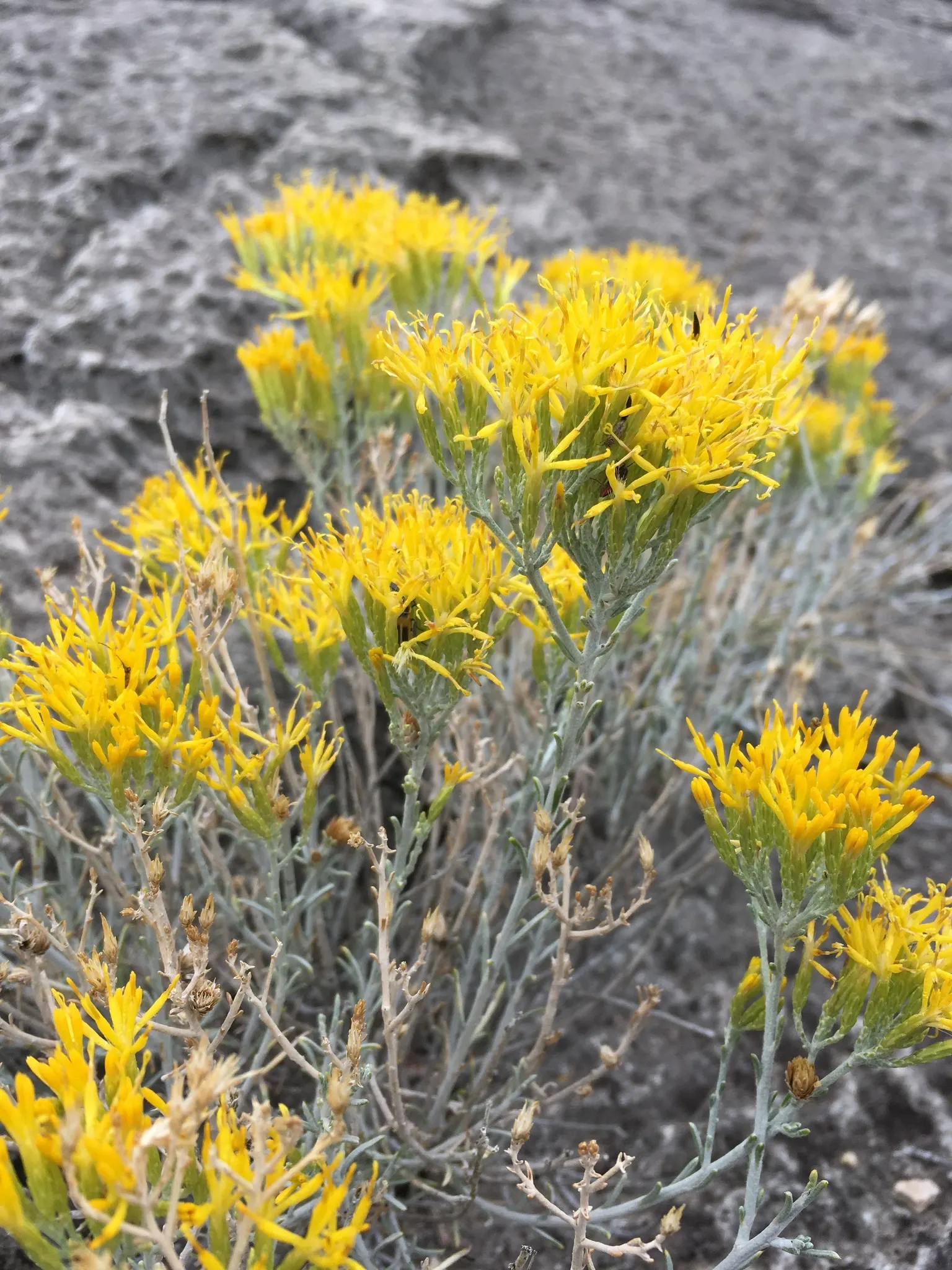 Rabbitbrush (Ericameria Nauseosa) — It's important to provide ample space for Rabbitbrush to grow; perennial shrub native to the arid regions of, image 93
