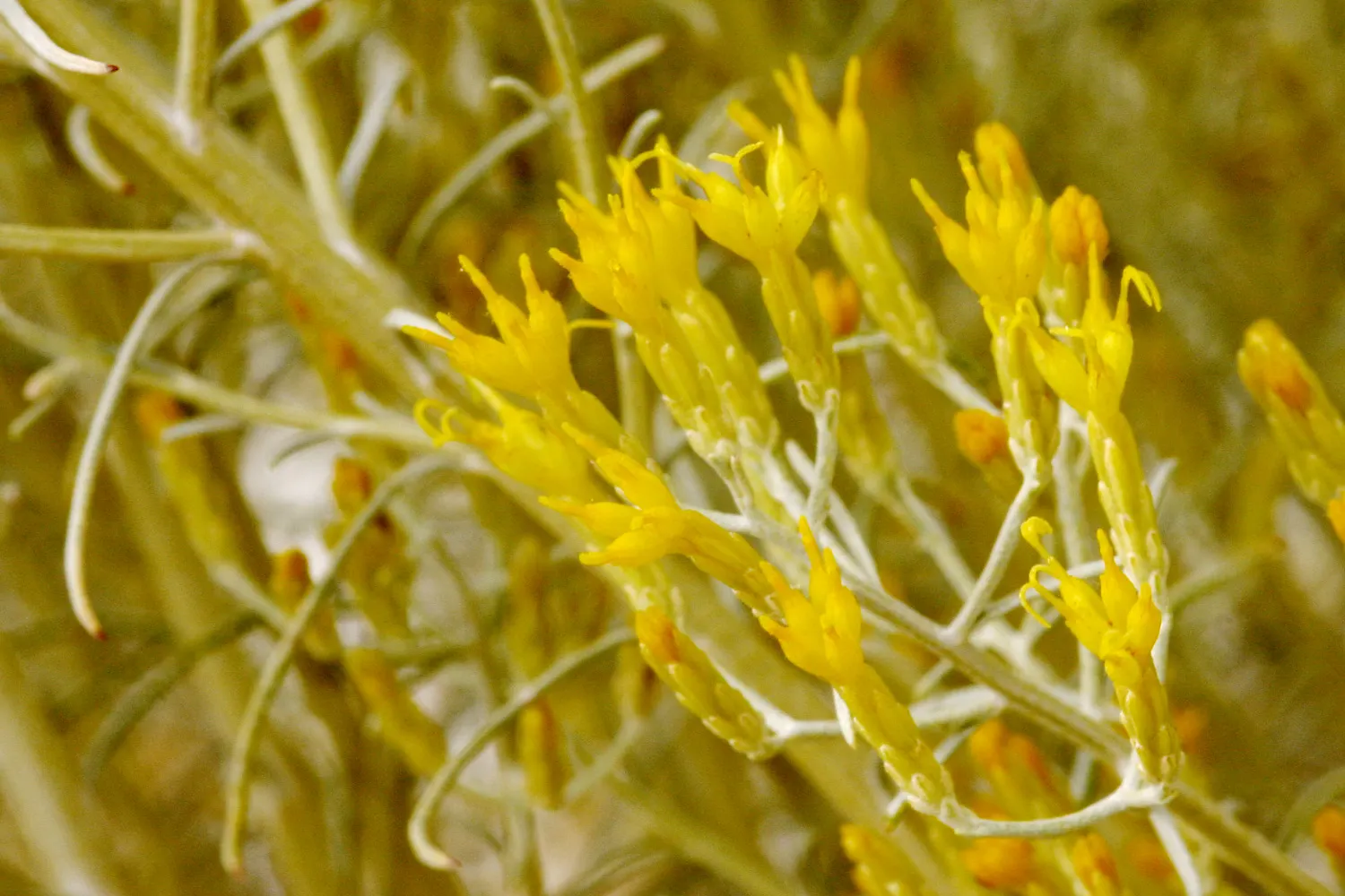 Rabbitbrush (Ericameria Nauseosa) — It's important to provide ample space for Rabbitbrush to grow