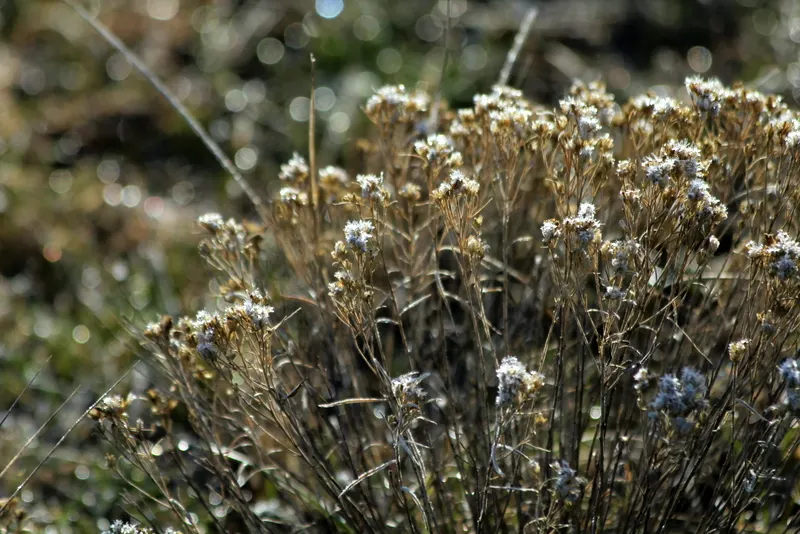Rabbitbrush (Ericameria Nauseosa) — Rabbitbrush (Ericameria nauseosa) is a hardy, drought-tolerant native shrub, thriving in zones 4-9