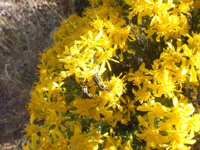 Rabbitbrush (Ericameria Nauseosa) — offering a fine texture that complements broader-leaved plants