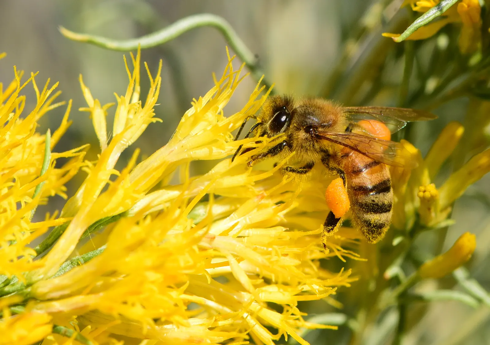 Rabbitbrush (Ericameria Nauseosa) — yellow flowers in the garden; shrub with yellow blooms, image 94