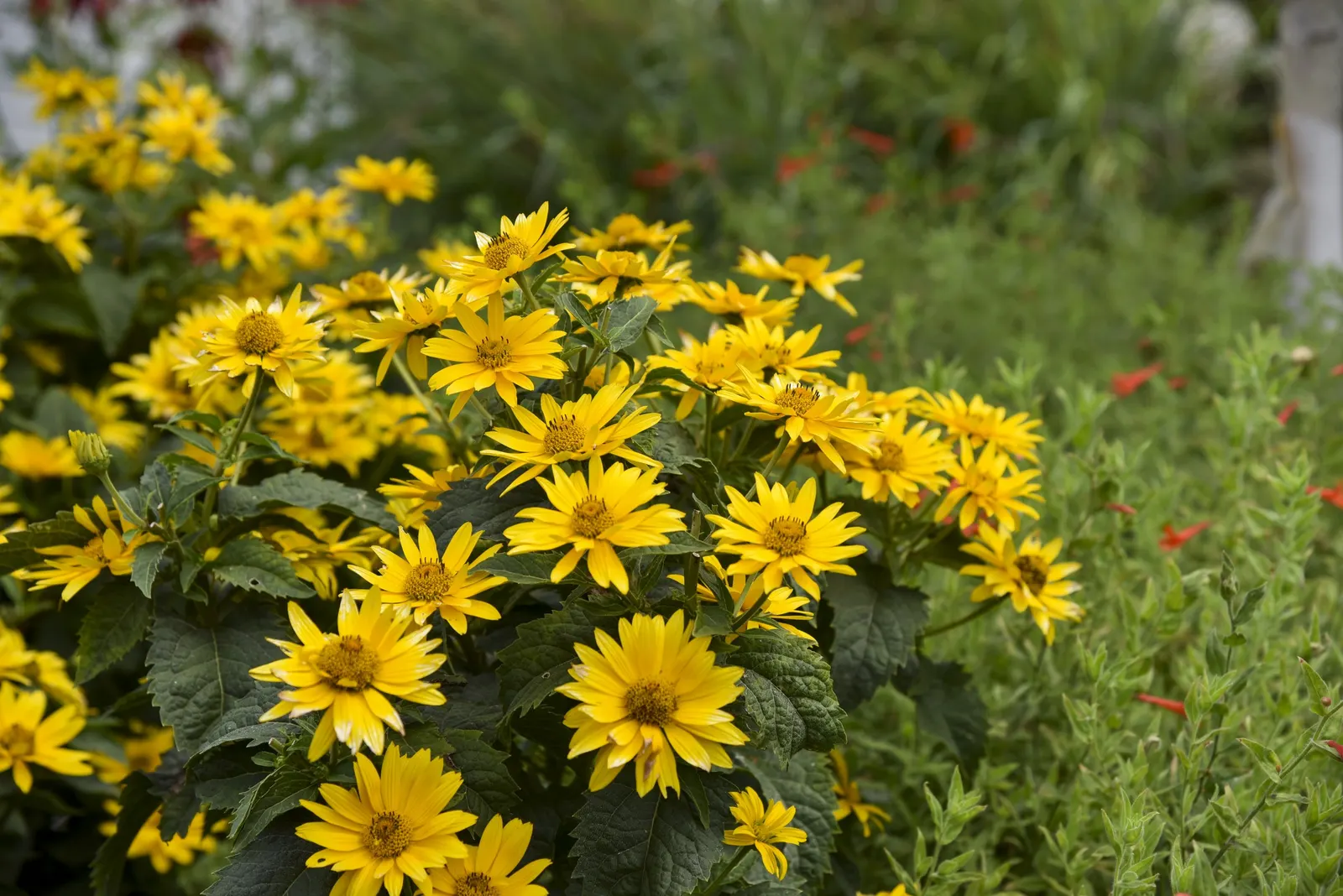Tuscan Gold™ False Sunflower (Heliopsis helianthoides) — Part of the Proven Winners® collection