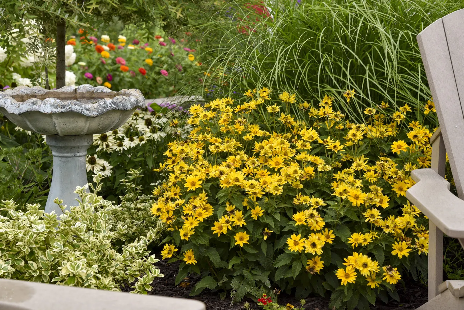 Tuscan Gold™ False Sunflower (Heliopsis helianthoides) — This Proven Winners® perennial forms a mounded clump 24-32 inches tall and 20-24 inches wide