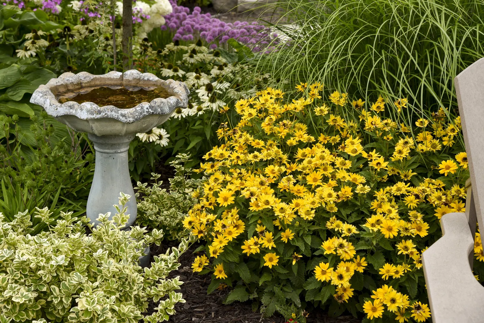Tuscan Gold™ False Sunflower (Heliopsis helianthoides) — attracting bees and butterflies