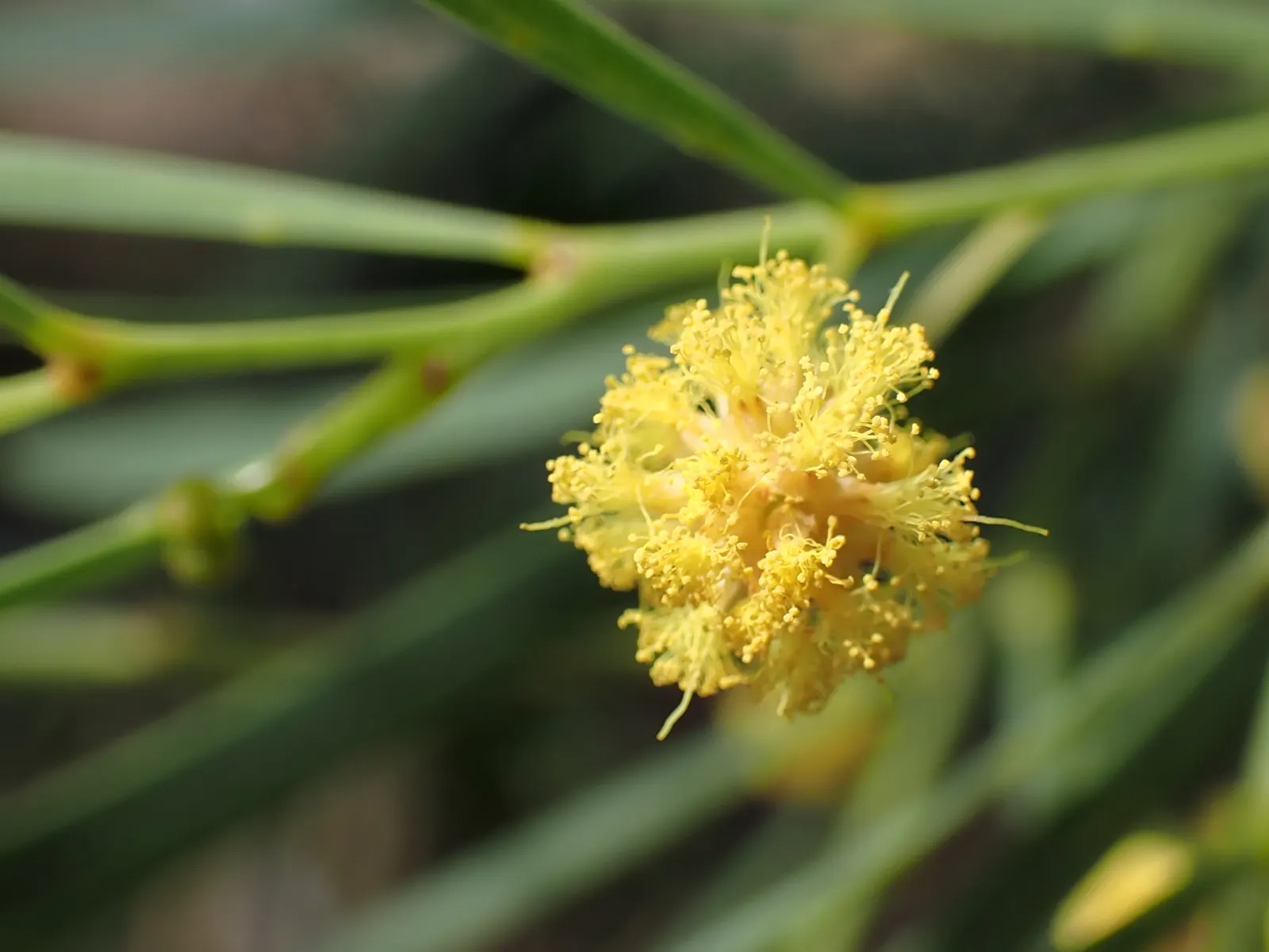 Willow Wattle (Acacia Iteaphylla) — Its fine texture creates a graceful appearance, and it's well-suited for screens or low windbreaks