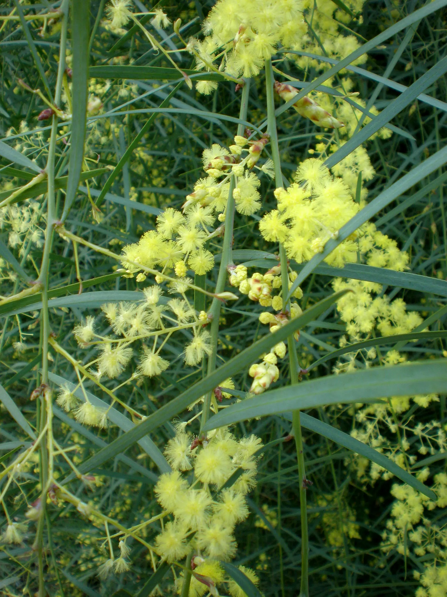 Willow Wattle (Acacia Iteaphylla) — Prefers full sun, tolerates drought and coastal conditions, and thrives in well-drained soils