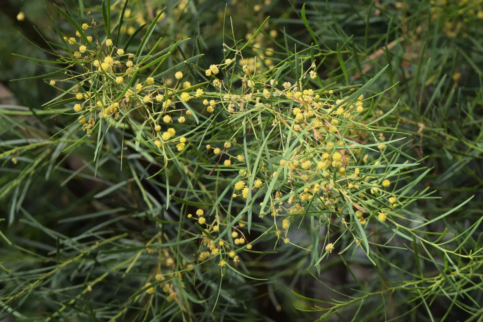 Willow Wattle (Acacia Iteaphylla) — This hardy shrub typically reaches 10-20 feet in height with a spread of 6-12 feet