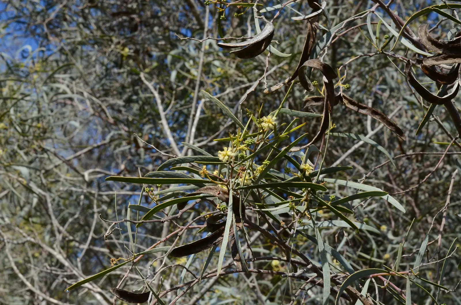 Willow Wattle (Acacia Iteaphylla) — willow-like leaves and vibrant yellow blooms in late winter to spring