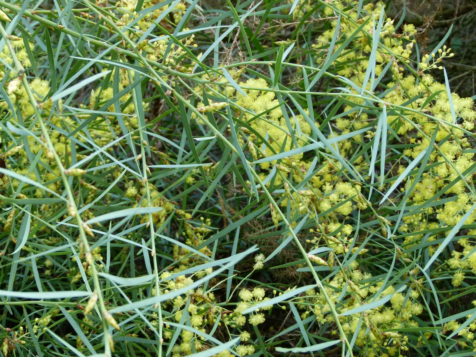Willow Wattle (Acacia Iteaphylla) — The Willow Wattle (Acacia iteaphylla) is an evergreen Australian native known for its long