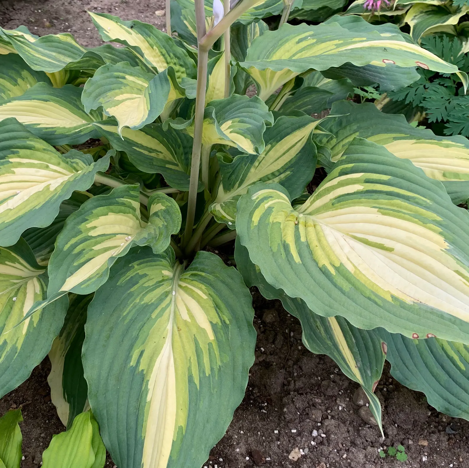 'Love Story' Hosta (Hosta hybrid) — making it broad enough to read strongly in a planting composition without overwhelming neighboring perennials