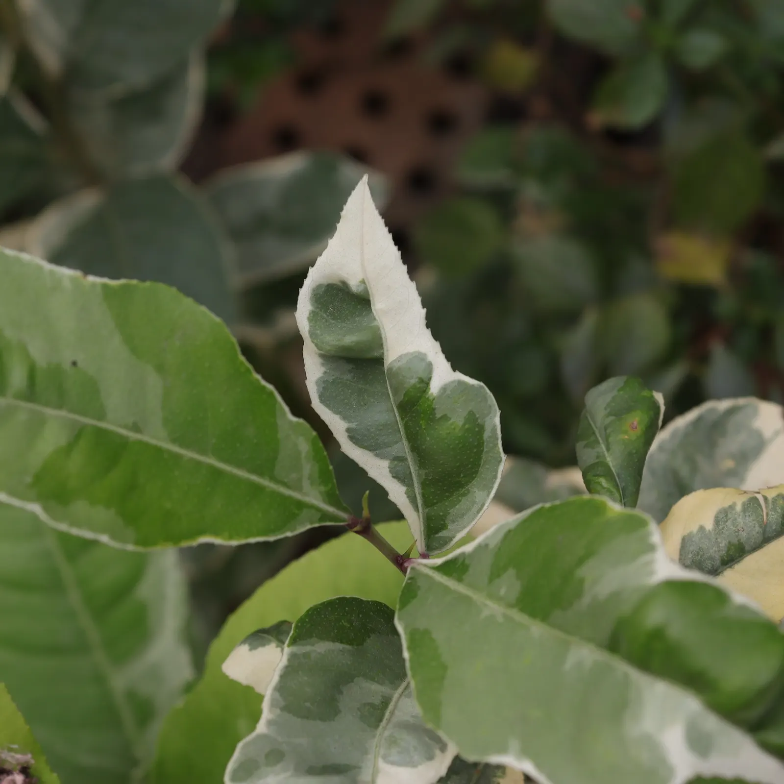 Pink Variegated Eureka Lemon (Citrus Limon 'Eureka Variegated Pink') — scientifically termed Citrus limon 'Eureka Variegated Pink'