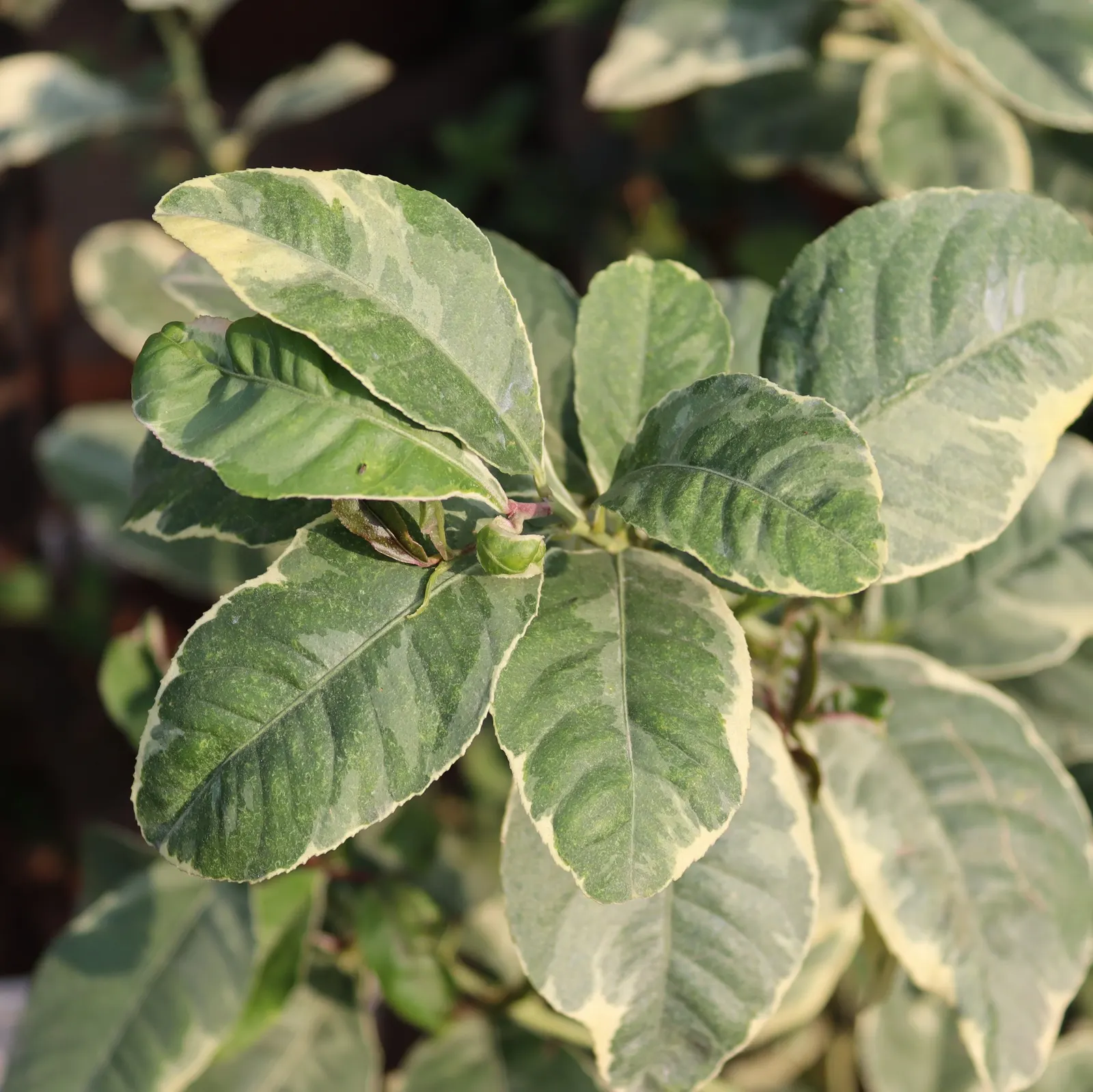 Pink Variegated Eureka Lemon (Citrus Limon 'Eureka Variegated Pink') — thriving in full sun and well-drained soil