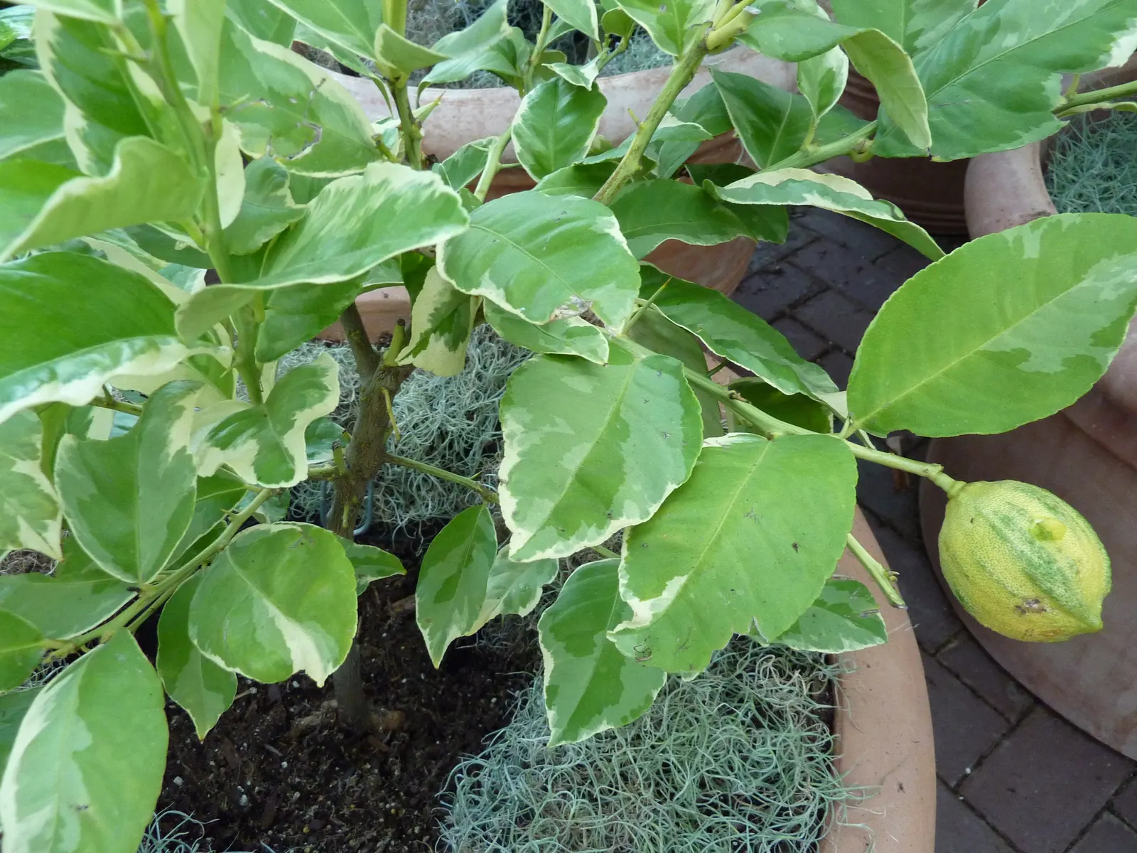 Pink Variegated Eureka Lemon (Citrus Limon 'Eureka Variegated Pink') — This evergreen tree matures to about 10-15 feet in height and width