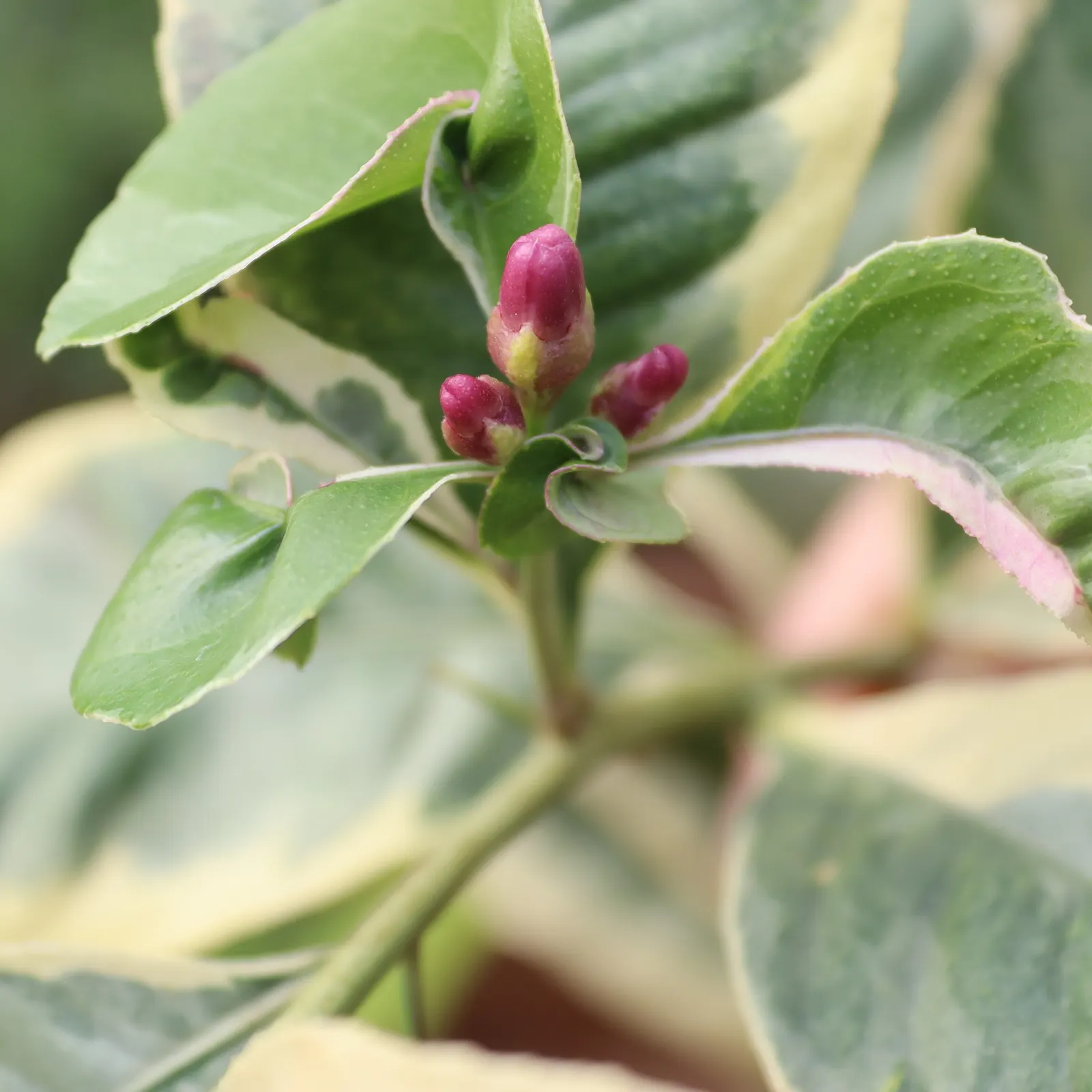 Pink Variegated Eureka Lemon (Citrus Limon 'Eureka Variegated Pink') — perfect for culinary use and refreshing beverages