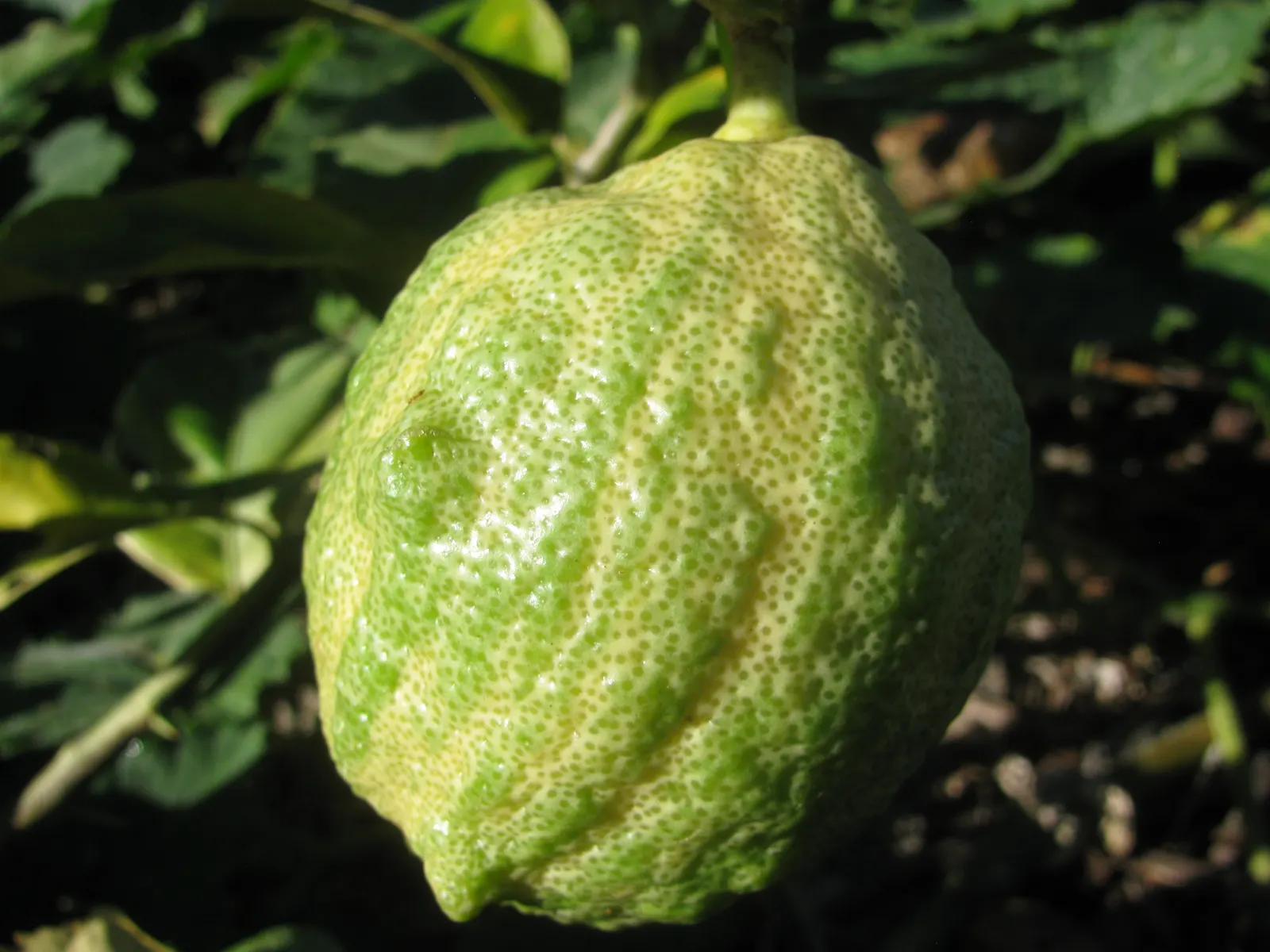 Pink Variegated Eureka Lemon (Citrus Limon 'Eureka Variegated Pink') — The rinds exhibit a playful mix of green and yellow stripes when immature