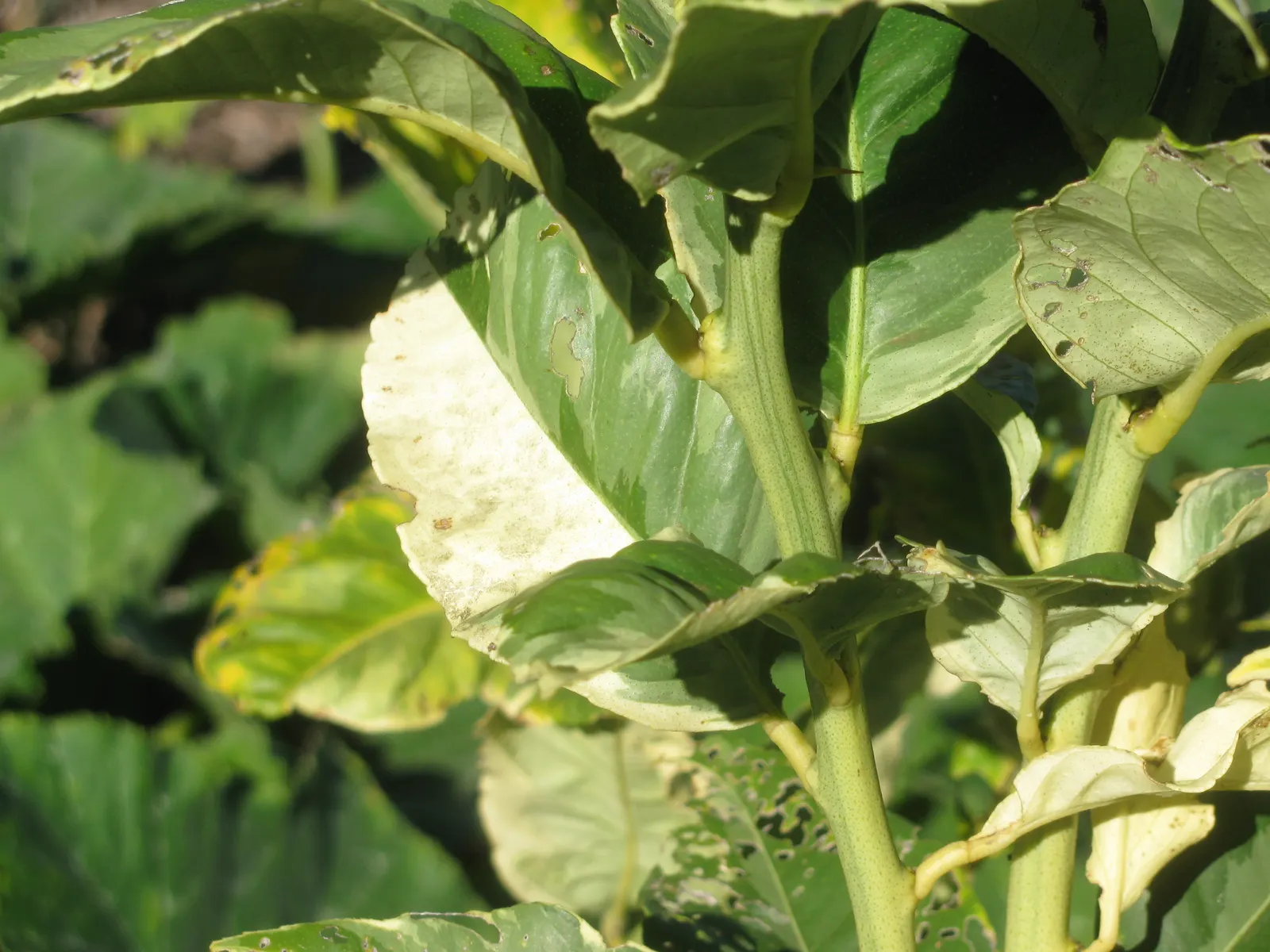 Pink Variegated Eureka Lemon (Citrus Limon 'Eureka Variegated Pink') — This cultivar is distinguished by its stunning foliage that is dappled with green and