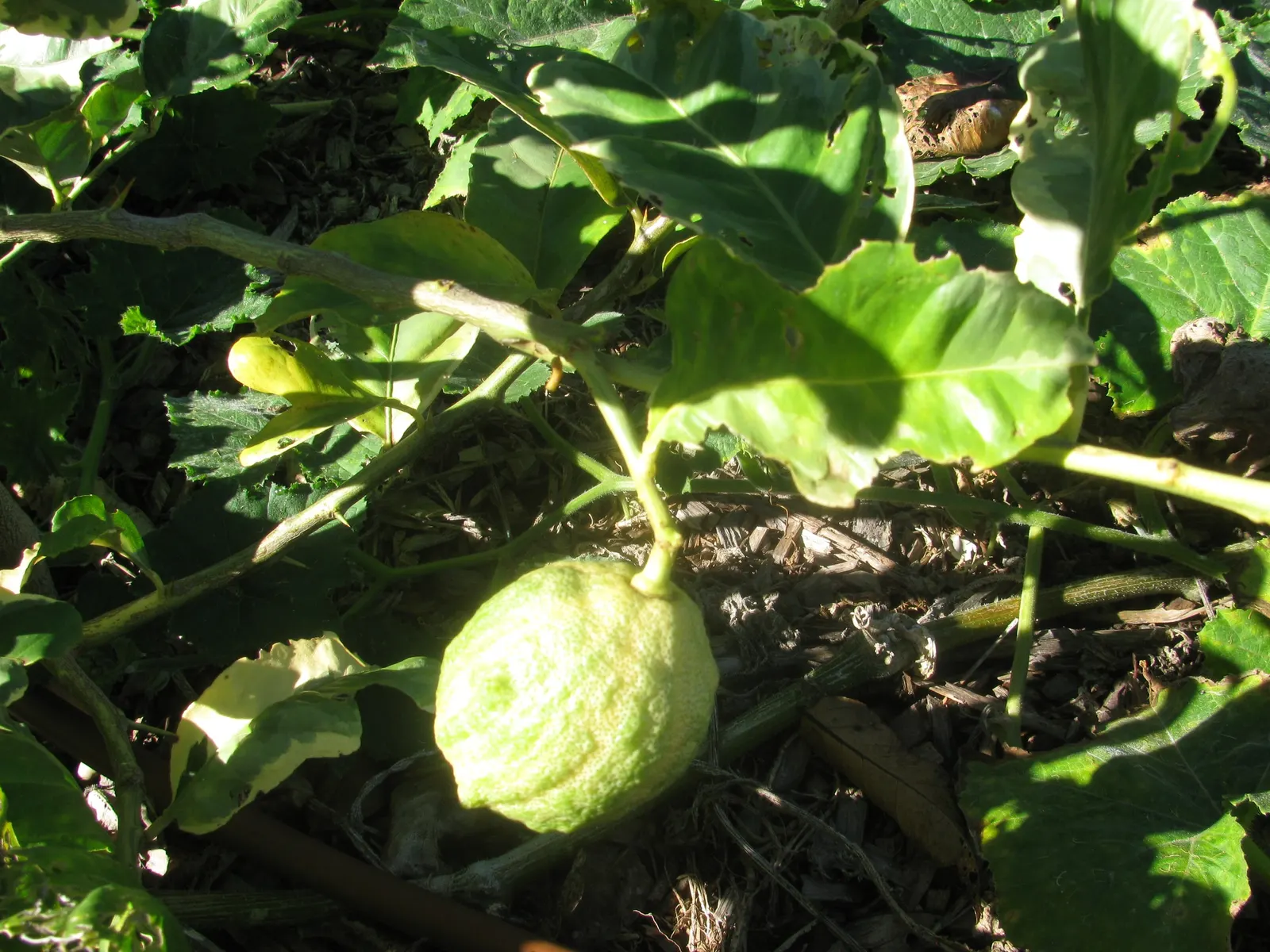 Pink Variegated Eureka Lemon (Citrus Limon 'Eureka Variegated Pink') — acidic lemons with a hint of sweetness