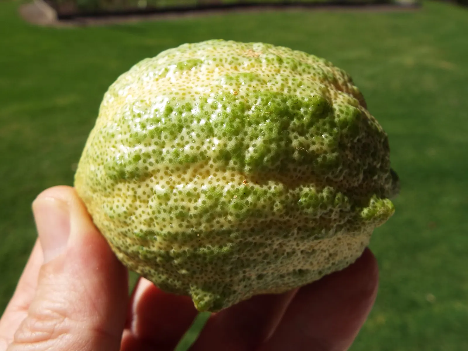 Pink Variegated Eureka Lemon (Citrus Limon 'Eureka Variegated Pink') — harboring a moderate thickness of peel