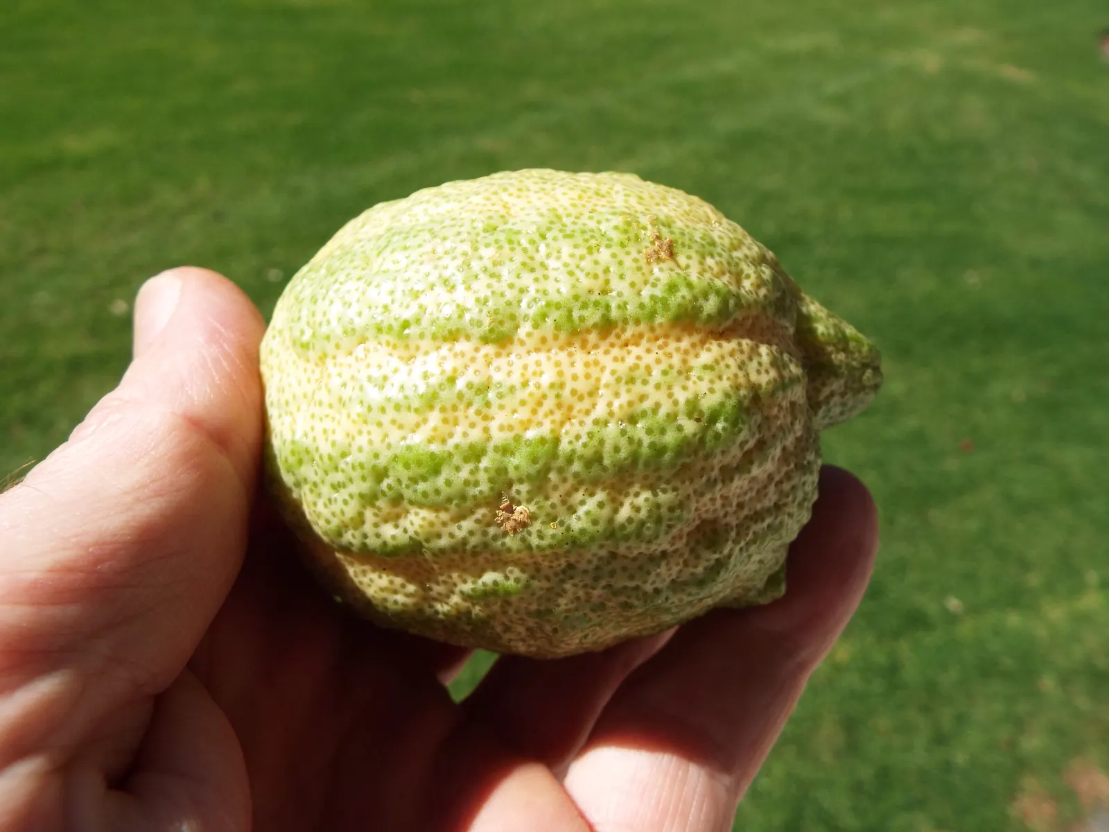 Pink Variegated Eureka Lemon (Citrus Limon 'Eureka Variegated Pink') — The leaves also have a slightly serrated margin