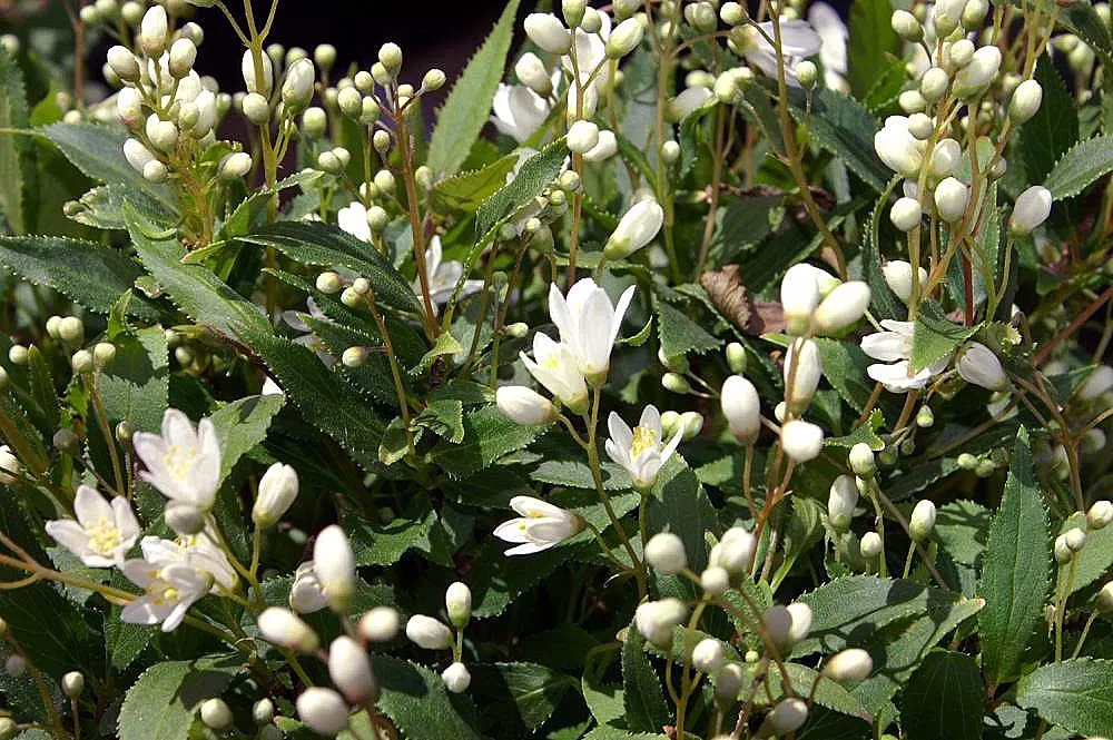 Slender Deutzia (Deutzia Gracilis) — or as a charming focal point in any landscape design