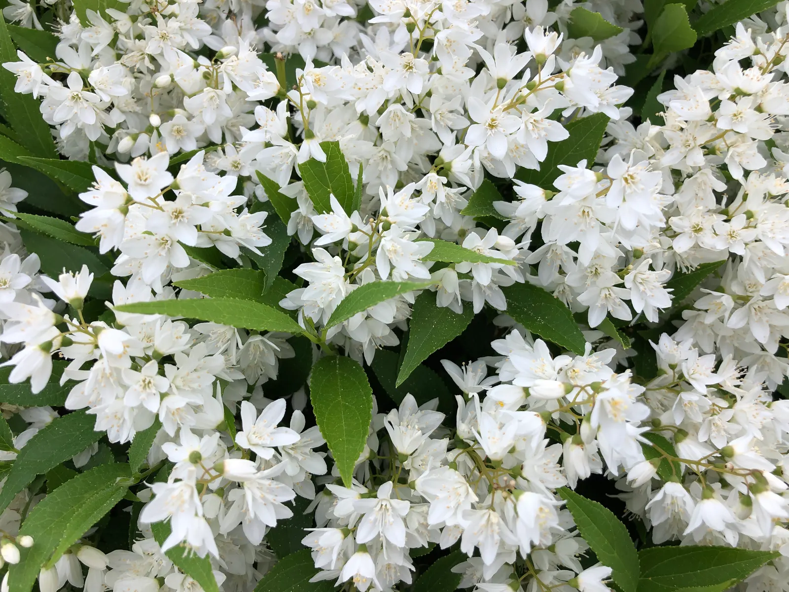 Slender Deutzia (Deutzia Gracilis) — This plant hails from the hills of Japan and is highly admired for its graceful
