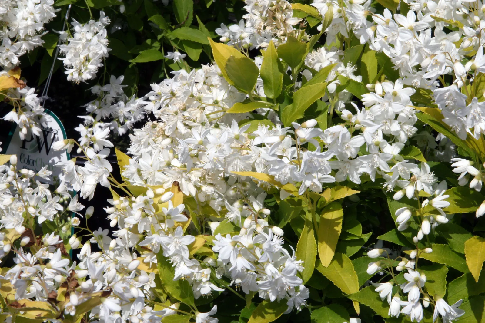 Slender Deutzia (Deutzia Gracilis) — Deutzia gracilis fits well in small gardens or as part of a mixed border.<br><br>In full bloom